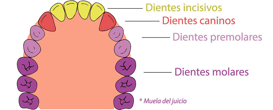 Muda De Dientes: La Historia Secreta | Unidad Del Ángel - Odontólogos